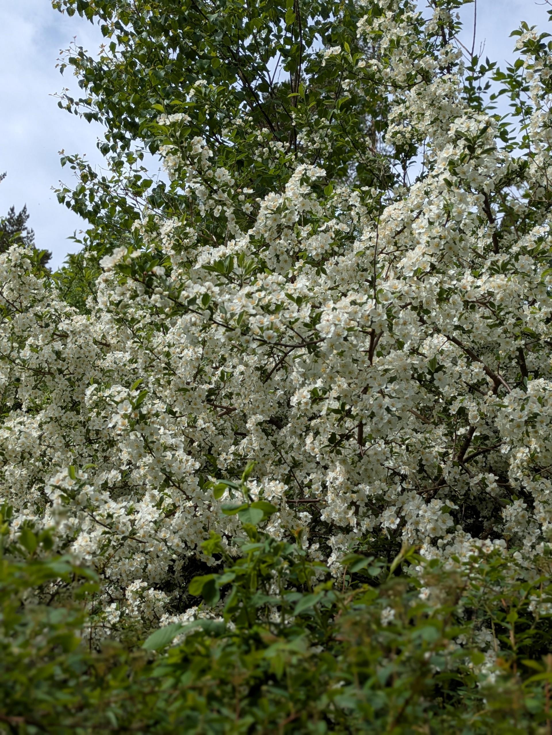 Bråtvägen-51